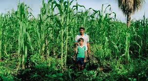 Yucatec Maya Milpa: Milpero y Hijo
