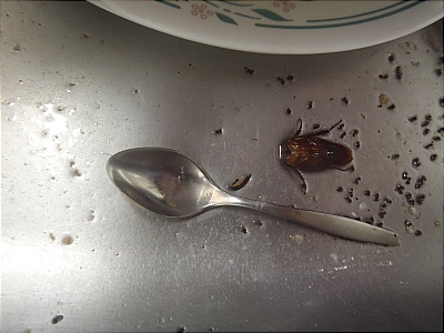 Tropical Surprises003