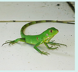 young green iguana