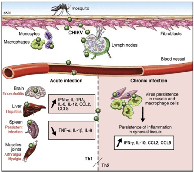 Chikungunya Viral Proteins