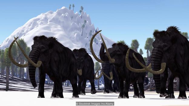 Wooly Mammoths