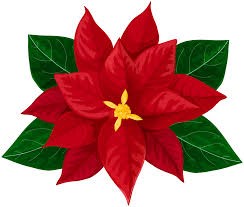 Poinsettia