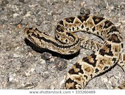 Neotropical Rattlesnake 2