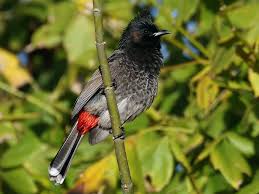 Red Vented Bulbul bird
