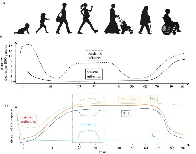 Age effects on COVID