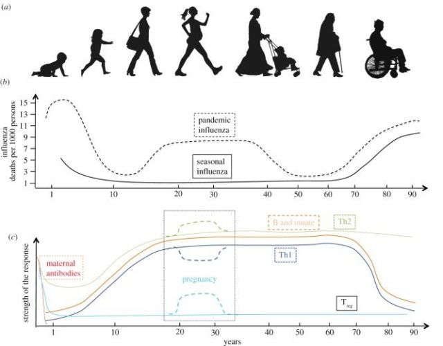 Age effects on COVID